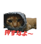 猫が色々しゃべります6（個別スタンプ：5）