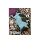猫が色々しゃべります6（個別スタンプ：6）