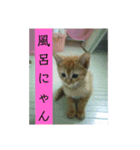 猫が色々しゃべります6（個別スタンプ：7）