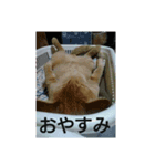 猫が色々しゃべります6（個別スタンプ：8）