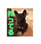 甲斐犬MIX  キーたん（個別スタンプ：1）