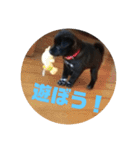 甲斐犬MIX  キーたん（個別スタンプ：2）