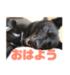 甲斐犬MIX  キーたん（個別スタンプ：3）
