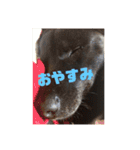 甲斐犬MIX  キーたん（個別スタンプ：4）