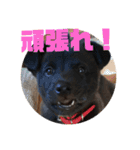 甲斐犬MIX  キーたん（個別スタンプ：5）