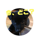 甲斐犬MIX  キーたん（個別スタンプ：6）