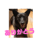 甲斐犬MIX  キーたん（個別スタンプ：8）