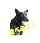 甲斐犬MIX  キーたん（個別スタンプ：12）