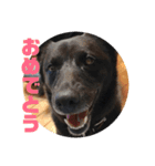 甲斐犬MIX  キーたん（個別スタンプ：14）