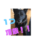 甲斐犬MIX  キーたん（個別スタンプ：15）