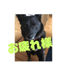 甲斐犬MIX  キーたん（個別スタンプ：21）