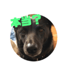 甲斐犬MIX  キーたん（個別スタンプ：22）
