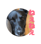 甲斐犬MIX  キーたん（個別スタンプ：23）