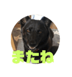 甲斐犬MIX  キーたん（個別スタンプ：24）