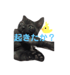 リクとソラのあいさつスタンプ（個別スタンプ：15）