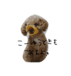 トイプーてんすけ。（個別スタンプ：3）