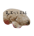 トイプーてんすけ。（個別スタンプ：5）