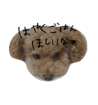 トイプーてんすけ。（個別スタンプ：6）