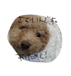 トイプーてんすけ。（個別スタンプ：10）