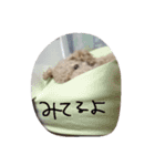 トイプーてんすけ。（個別スタンプ：11）