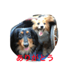 うちの動物園2（個別スタンプ：1）