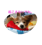 うちの動物園2（個別スタンプ：4）