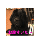 うちの動物園2（個別スタンプ：27）