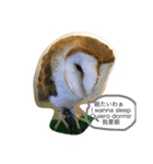 フクロウさんの毎日トーク（個別スタンプ：3）