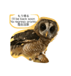 フクロウさんの毎日トーク（個別スタンプ：5）