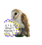 フクロウさんの毎日トーク（個別スタンプ：7）