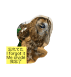 フクロウさんの毎日トーク（個別スタンプ：10）