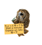 フクロウさんの毎日トーク（個別スタンプ：11）