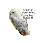 フクロウさんの毎日トーク（個別スタンプ：13）