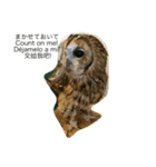フクロウさんの毎日トーク（個別スタンプ：16）