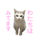ぱんぱか、みゃーさん。（個別スタンプ：2）