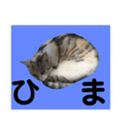 ぱんぱか、みゃーさん。（個別スタンプ：5）