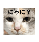 ぱんぱか、みゃーさん。（個別スタンプ：7）