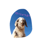 ヤギちゃん（個別スタンプ：5）