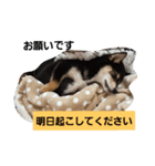 ムウさんの日常スタンプ（個別スタンプ：7）