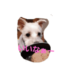 ちび助と仲間達2（個別スタンプ：4）
