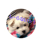 ちび助と仲間達.3（個別スタンプ：5）