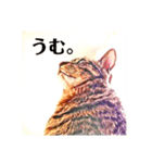 コテツとテトラ（個別スタンプ：4）