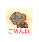 コテツとテトラ（個別スタンプ：9）