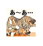コテツとテトラ（個別スタンプ：13）