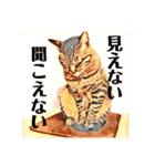 コテツとテトラ（個別スタンプ：14）