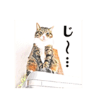 コテツとテトラ（個別スタンプ：15）