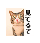 コテツとテトラ（個別スタンプ：16）
