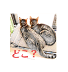 コテツとテトラ（個別スタンプ：17）