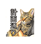 コテツとテトラ（個別スタンプ：19）