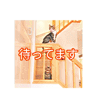 コテツとテトラ（個別スタンプ：21）